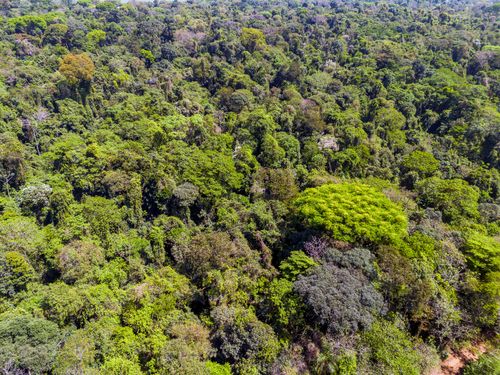 Vista de drone de dossel da Área de Relevante Interesse Ecológico Mata Santa Genebra - ARIE