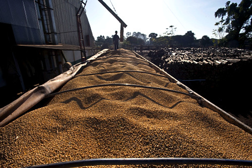 Soja sendo retirada de silo para carregamento de caminhão em cooperativa na cidade de Londrina