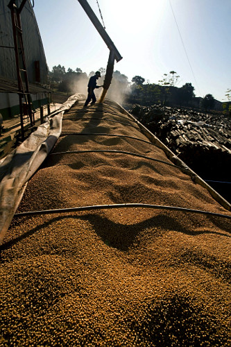 Soja sendo retirada de silo para carregamento de caminhão em cooperativa na cidade de Londrina