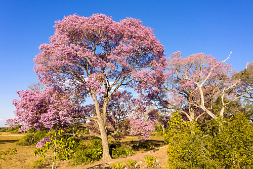 ipê de flor roxa | Pulsar Imagens | Banco imagens do Brasil