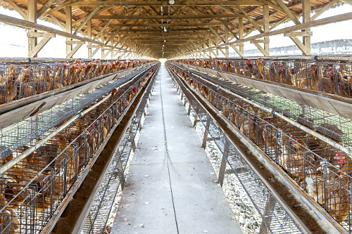 Granja de galinhas poedeiras