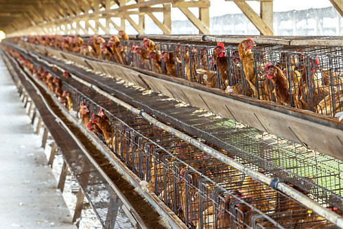 Granja de galinhas poedeiras