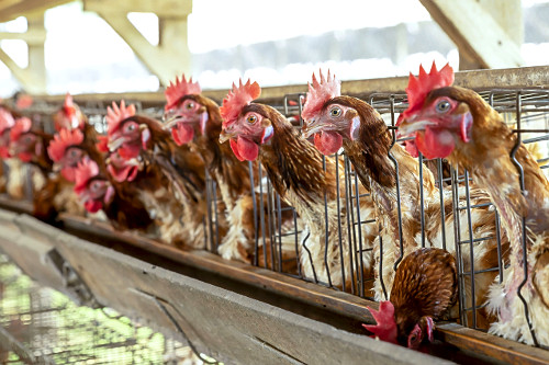 Granja de galinhas poedeiras
