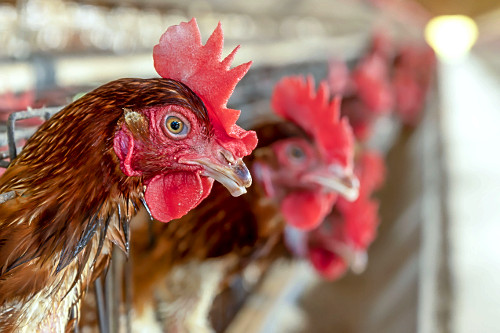 Granja de galinhas poedeiras