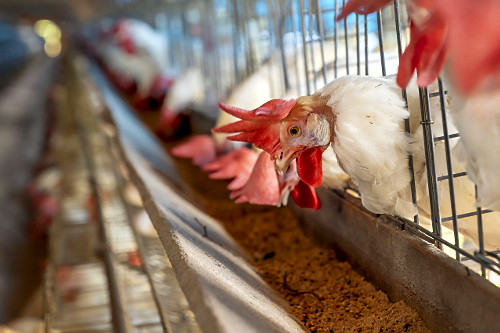 Galinhas poedeiras comendo ração