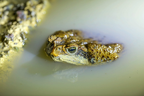 sapo-cururu | Pulsar Imagens | Banco imagens do Brasil