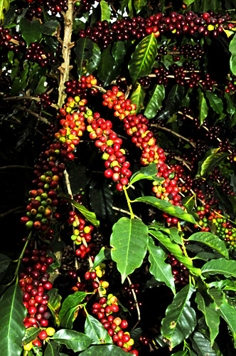 10JPR526
