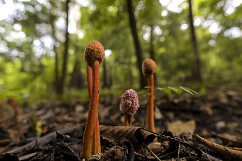 Cultivo de cogumelo portobello em sítio - | Pulsar Imagens | Banco