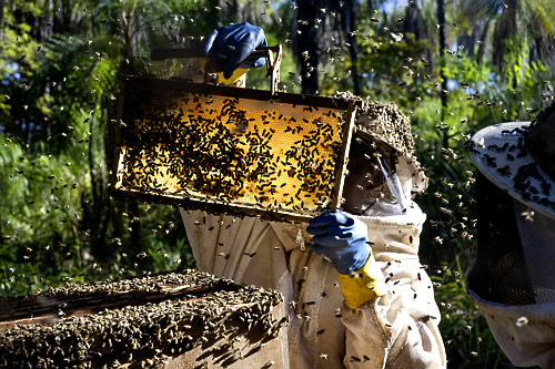 Indígenas Kuikuro na aldeia Ipatsé verificando produção do projeto Mel do Xingu - Parque Indígena do Xing