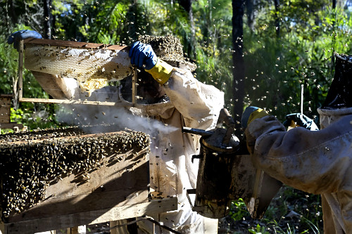 Indígenas Kuikuro na aldeia Ipatsé verificando produção do projeto Mel do Xingu - Parque Indígena do Xing