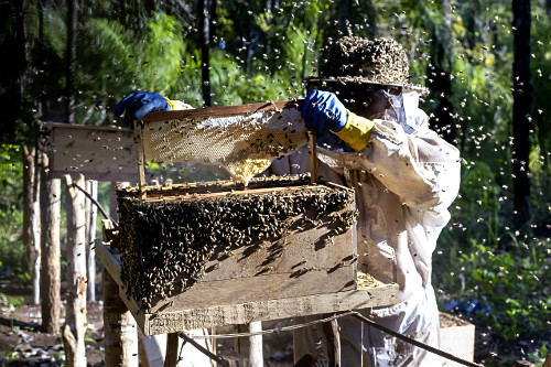 Indígena Kuikuro na aldeia Ipatsé verificando produção do projeto Mel do Xingu - Parque Indígena do Xingu