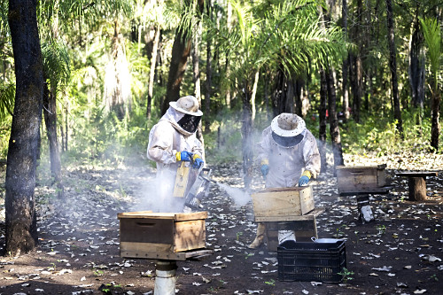 Indígenas Kuikuro na aldeia Ipatsé verificando produção do projeto Mel do Xingu - Parque Indígena do Xing