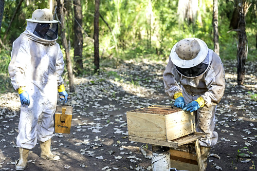 Indígenas Kuikuro na aldeia Ipatsé verificando produção do projeto Mel do Xingu - Parque Indígena do Xing