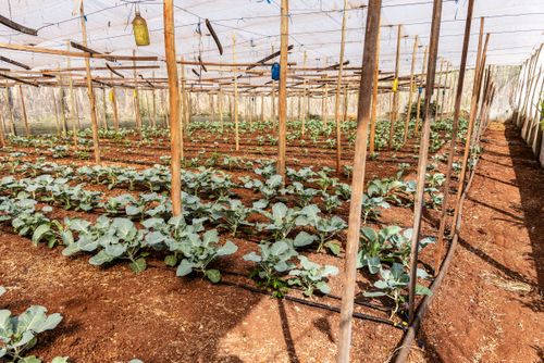 Plantação de brócolis em estufa - propriedade dedicada a produção agroecológica em sistema agroflorestal