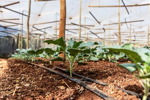 Plantação de brócolis irrigada por gotejamento em propriedade dedicada a produção agroecológica em siste
