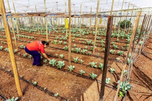 Plantação de brócolis irrigada por gotejamento em propriedade dedicada a produção agroecológica em siste
