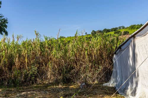 Barreira vegetal em propriedade dedicada a produção agroecológica em sistema agroflorestal no Assentamento