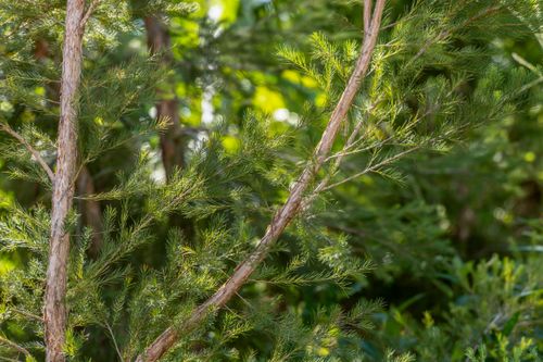 Melaleuca em propriedade dedicada a produção agroecológica em sistema agroflorestal no Assentamento Eli Viv
