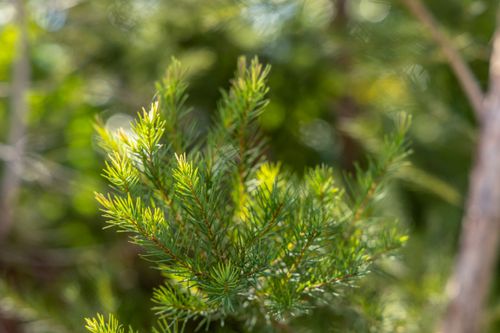 Melaleuca em propriedade dedicada a produção agroecológica em sistema agroflorestal no Assentamento Eli Viv