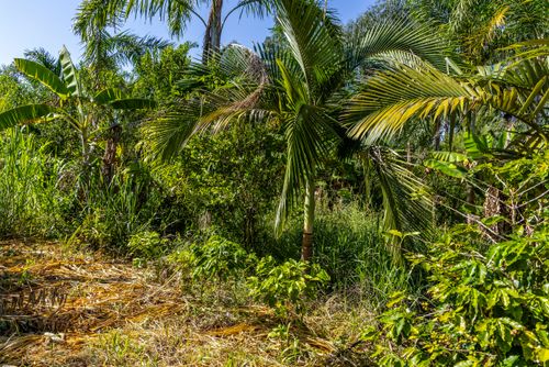 Plantação de café e palmito pupunha em propriedade dedicada a produção agroecológica em sistema agroflor