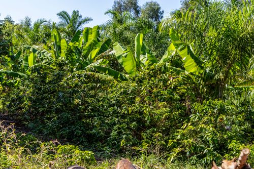 Plantação de café e bananas em propriedade dedicada a produção agroecológica em sistema agroflorestal no