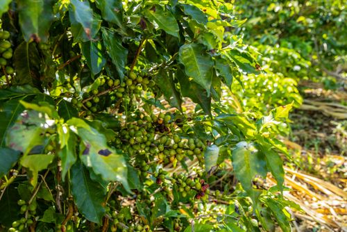 Plantação de café em propriedade dedicada a produção agroecológica em sistema agroflorestal no Assentame