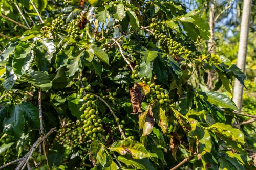 Ramos de café com frutos verdes em propriedade dedicada a produção agroecológica em sistema agroflorestal