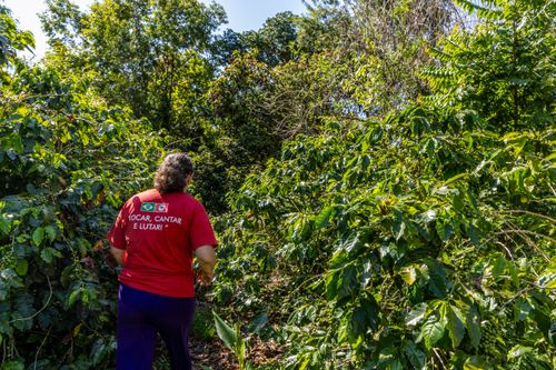Agricultora em meio à plantação de café em propriedade dedicada a produção agroecológica em sistema agr
