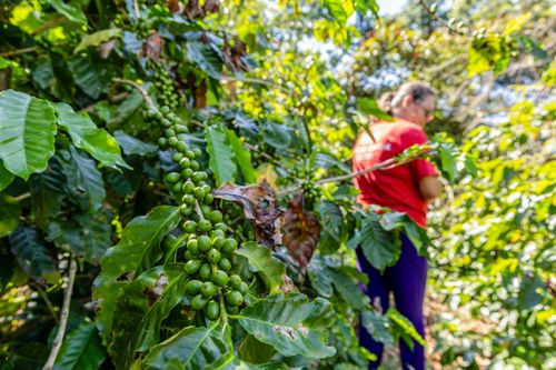 Plantação de café em propriedade dedicada a produção agroecológica em sistema agroflorestal no Assentame