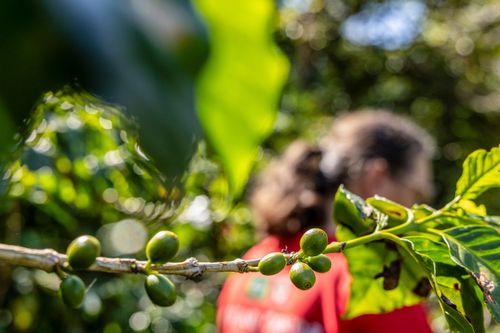 Ramo de café em propriedade dedicada a produção agroecológica em sistema agroflorestal no Assentamento Eli