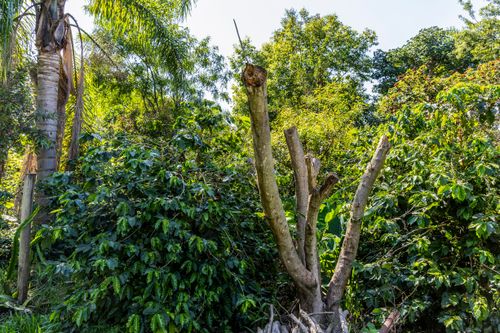 Plantação de café em propriedade dedicada a produção agroecológica em sistema agroflorestal no Assentame