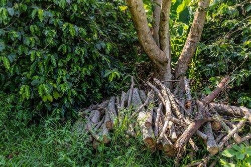 Plantação de café e lenhas resultante de podas de árvores em propriedade dedicada a produção agroecológ