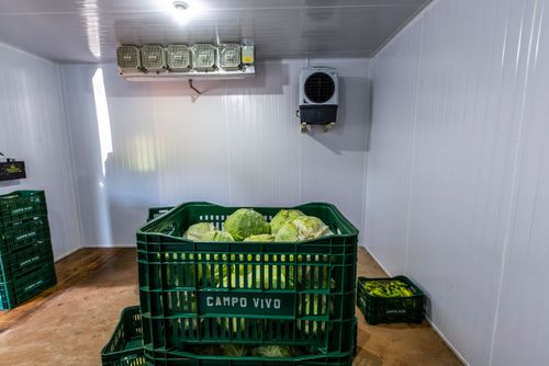 Repolho armazenado em câmara fria - após são distribuídos para merenda escolar Complexo Agroindustrial de 