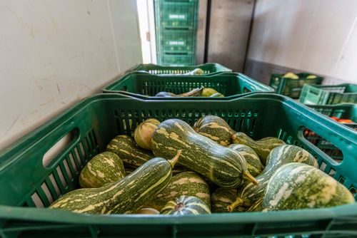 Abobrinhas armazenadas em câmara fria - após são distribuídos para merenda escolar Complexo Agroindustrial
