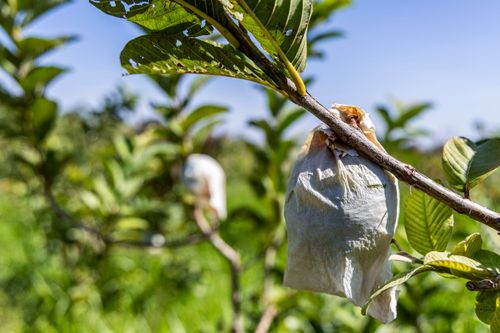 Ensacamento de goiaba com papel para proteção de insetos no Assentamento Eli Vive - MST Movimento dos Trabal