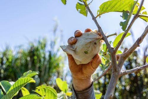 Ensacamento de goiaba com papel para proteção de insetos no Assentamento Eli Vive - MST Movimento dos Trabal