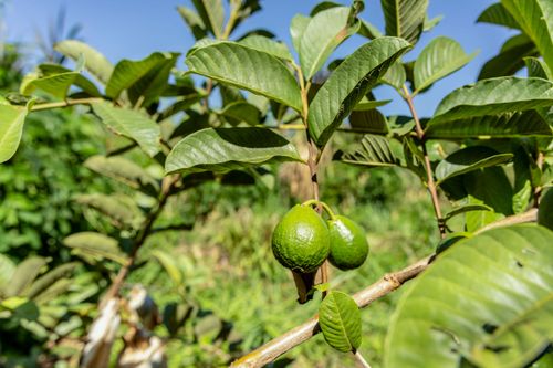 Plantação de goiaba no Assentamento Eli Vive - MST Movimento dos Trabalhadores Rurais Sem Terra - distrito d