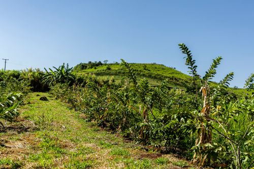 Plantação de goiaba no Assentamento Eli Vive - MST Movimento dos Trabalhadores Rurais Sem Terra - distrito d