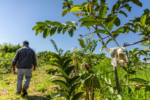 Plantação de goiaba no Assentamento Eli Vive - MST Movimento dos Trabalhadores Rurais Sem Terra - distrito d