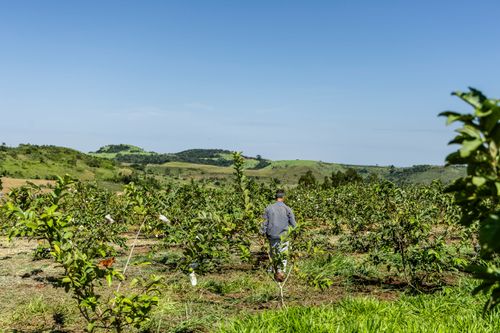 Plantação de goiaba no Assentamento Eli Vive - MST Movimento dos Trabalhadores Rurais Sem Terra - distrito d