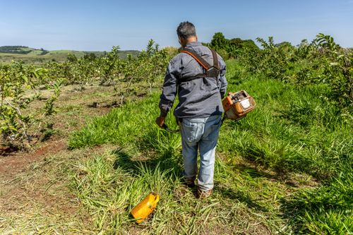 Trabalhador rural roçando mato em meio à plantação de goiaba no Assentamento Eli Vive - MST Movimento dos 