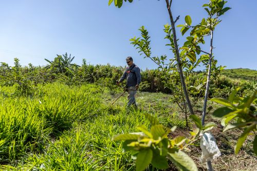 Trabalhador rural roçando mato em meio à plantação de goiaba no Assentamento Eli Vive - MST Movimento dos 