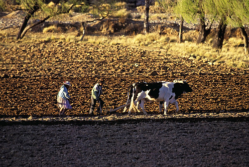 Camponeses arando com junta de boi - Vale de Punata - Bolívia
