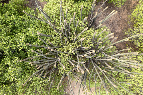 cacto facheiro | Pulsar Imagens | Banco imagens do Brasil