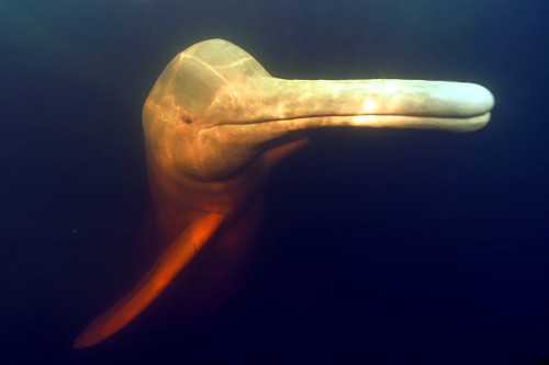 11MA245