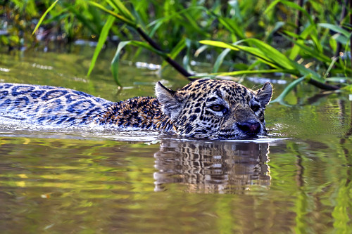 Onça-pintada nadando em corixo no Pantanal