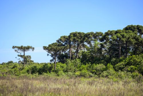 Mata de araucárias - espécie ameaçada de extinção