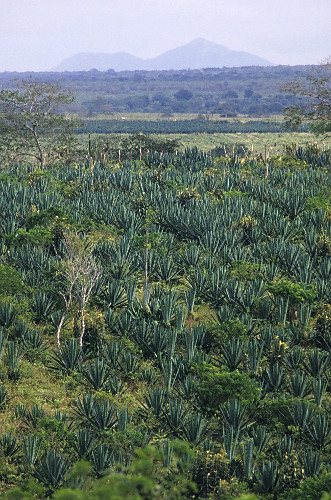 Agricultura - Sisal