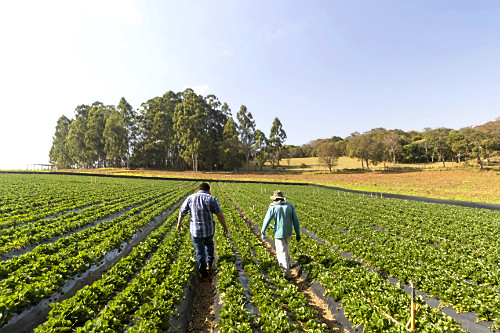 Trabalhadores rurais em plantação de morangos