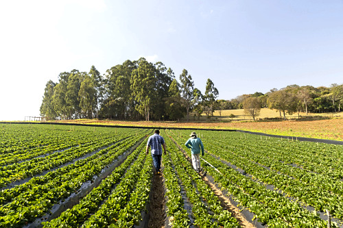 Trabalhadores rurais em plantação de morangos